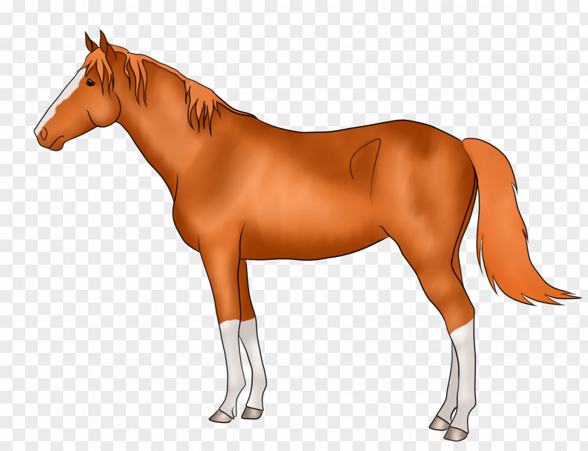 Foxtail Thoroughbred Stallion Horse Racing Lord Kanaloa Barrel PNG