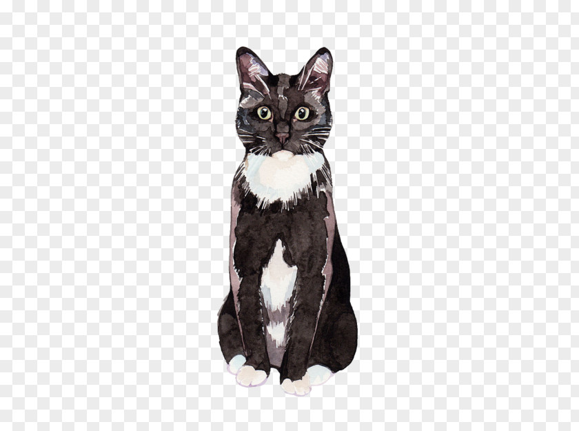Kitten American Shorthair Black Cat Wirehair Siamese PNG