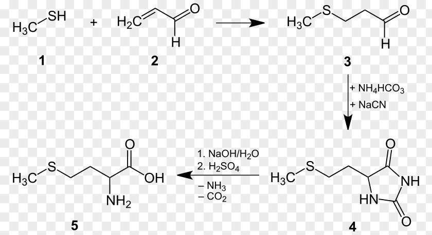 Methionine Cysteine Chemical Synthesis Proteinogenic Amino Acid Chemistry PNG