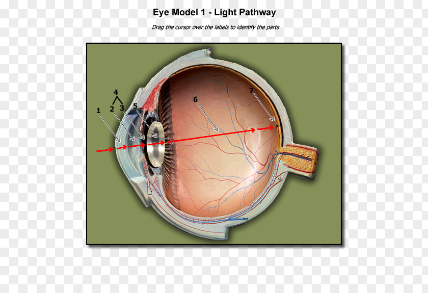 Organs Light Human Eye Anatomy Blind Spot PNG