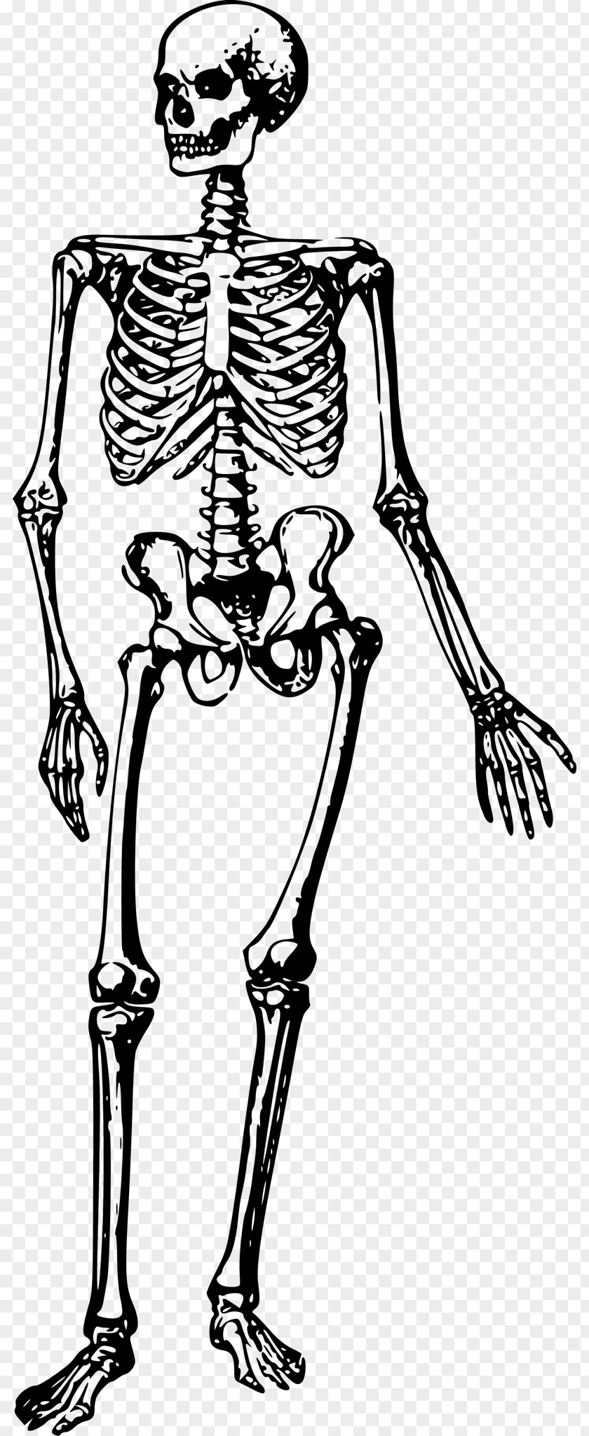 Skeleton Human Bone Clip Art PNG