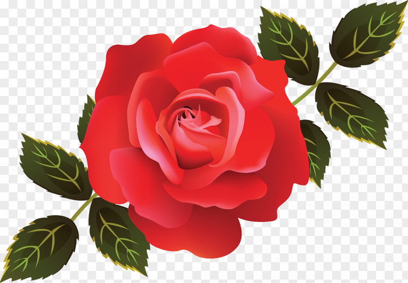 White Rose Illustration Garden Roses Cabbage Adobe Illustrator Systems Photoshop PNG