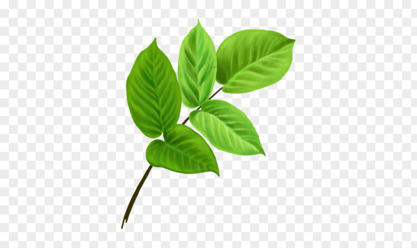 BAY LEAVES Leaf Branch Clip Art PNG