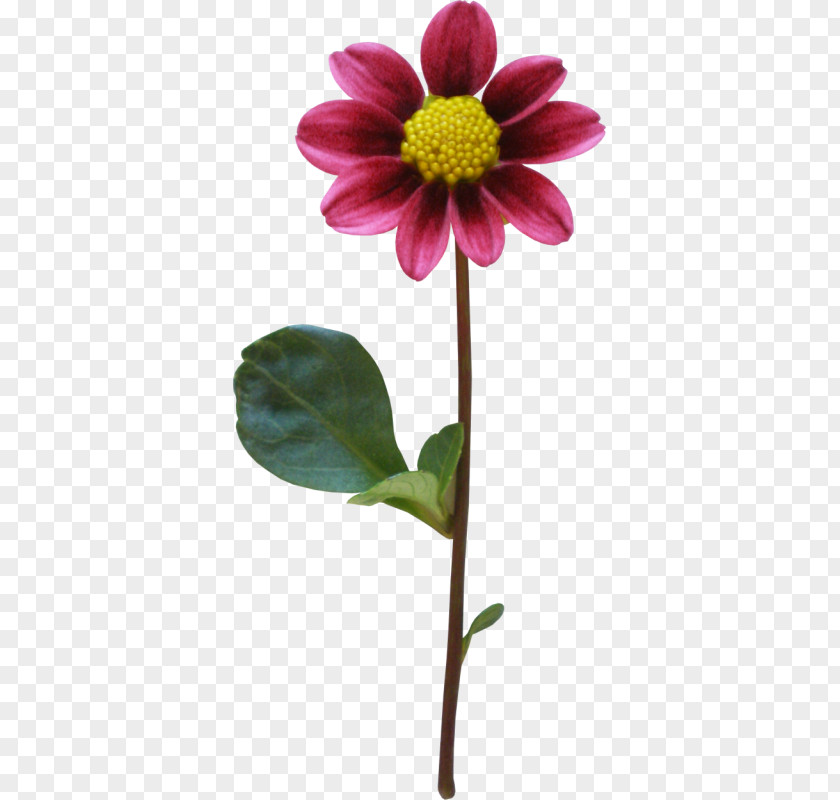 Flower Dahlia PNG