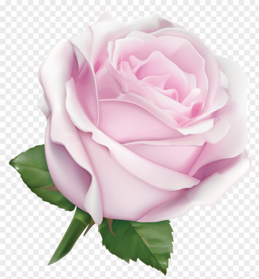 Large Soft Pink Rose Clipart Image Garden Roses Flower Color PNG