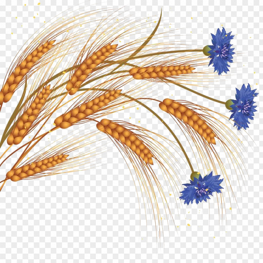 Medicago Wheat Picture Common Flower Ear Clip Art PNG