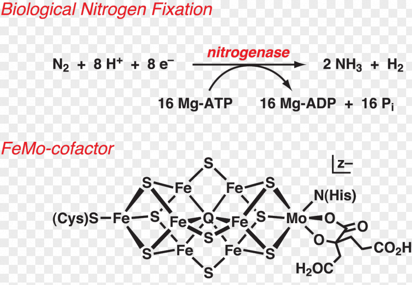 Molecular Nitrogen Fixation Nitrogenase Biology Bacteria PNG