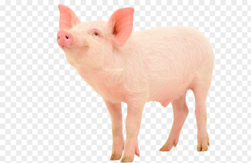 Pig Domestic Pork Tapeworm Bacon Farming PNG