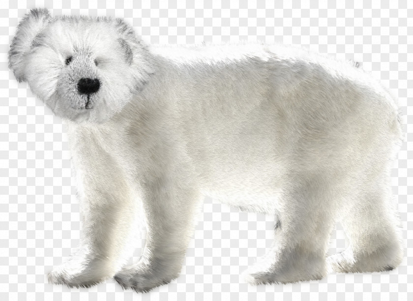 Polar Bear West Highland White Terrier Rare Breed (dog) Clip Art PNG