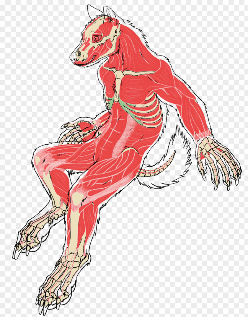 Werewolf Gray Wolf Muscle Drawing Anatomy PNG