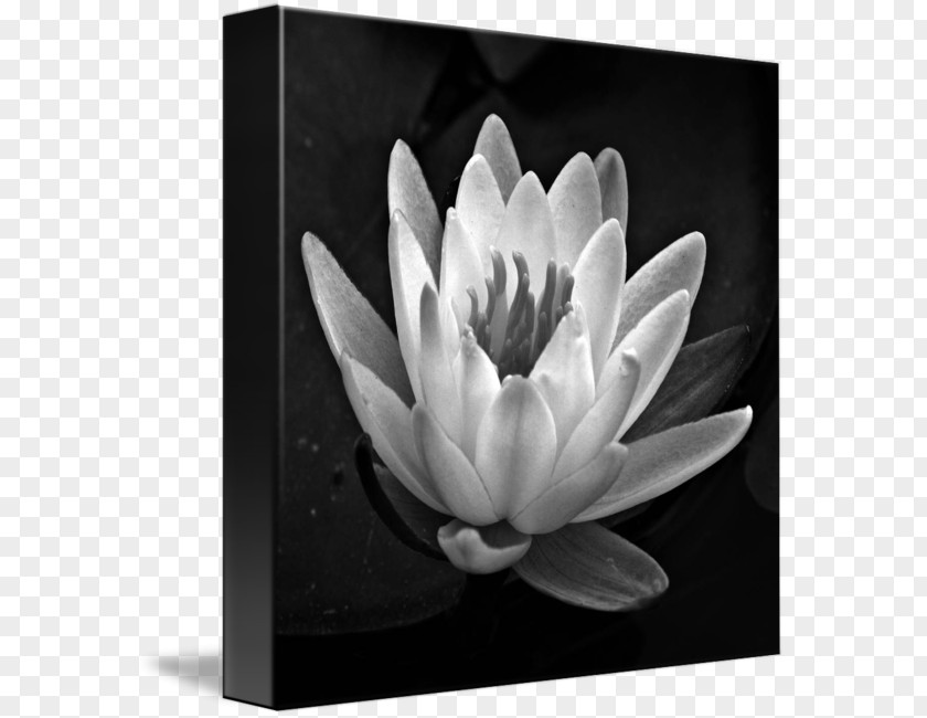 White Blur Black And Gallery Wrap Canvas Art PNG