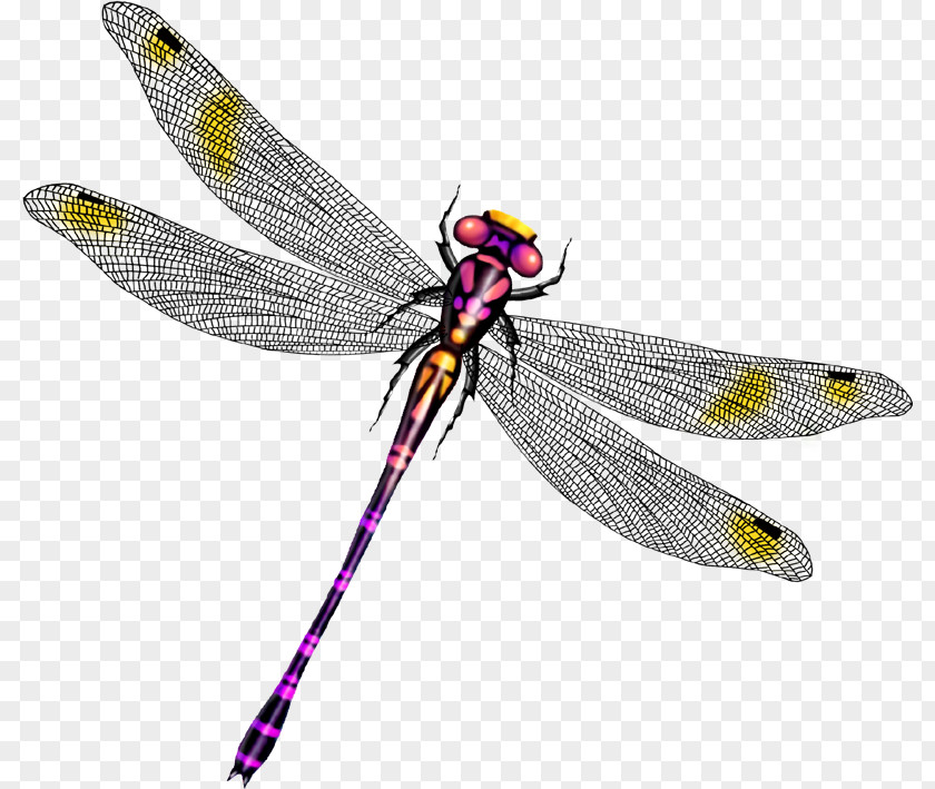 Beautiful Dragonfly Wings Clip Art PNG