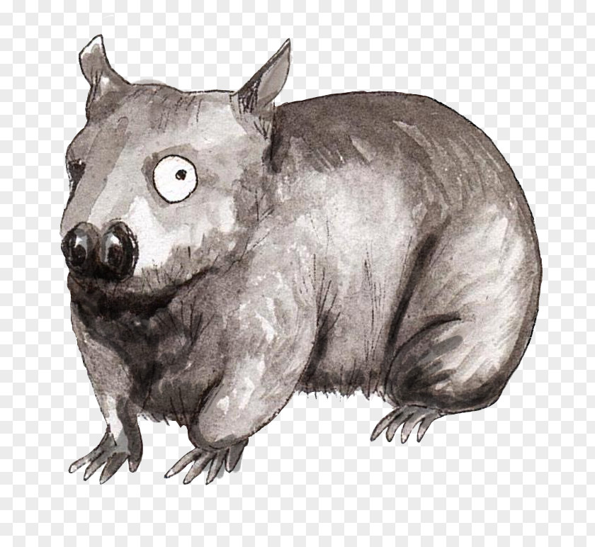 Rat /m/02csf Drawing Wombat PNG