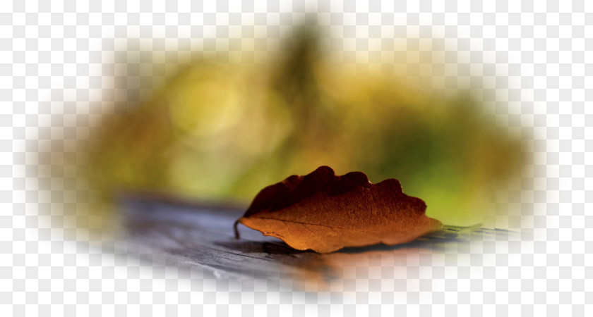 Autumn Desktop Wallpaper Leaf Metaphor PNG