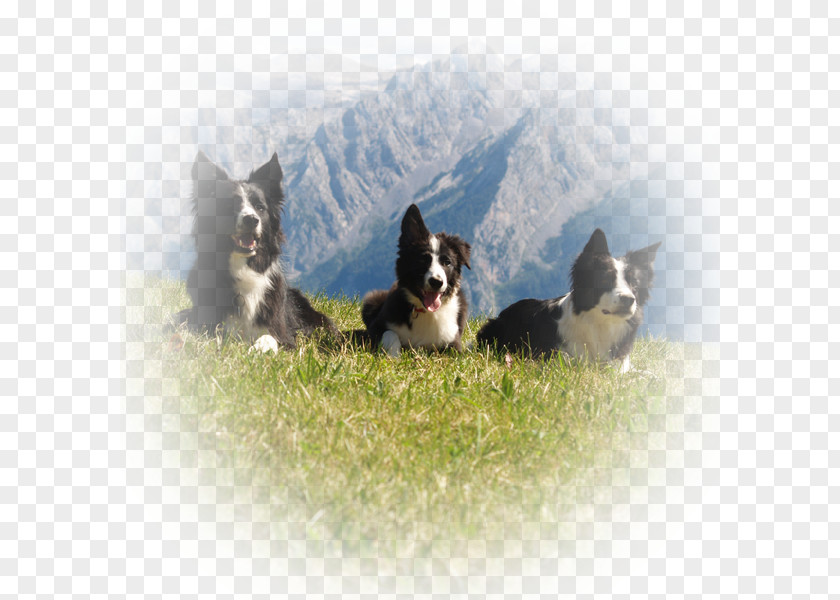 Cat Whiskers Karelian Bear Dog Border Collie Breed PNG