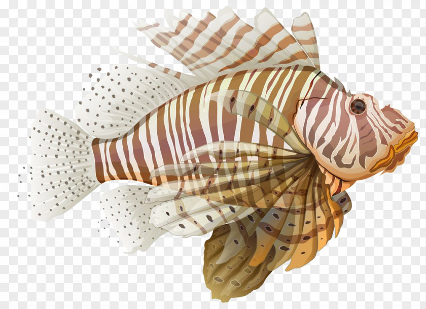 Fish Spotfin Lionfish Stock Illustration PNG