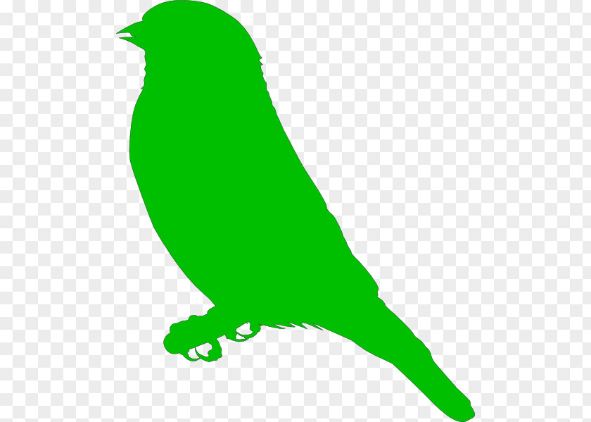 Green Vector Finch Drawing Clip Art PNG