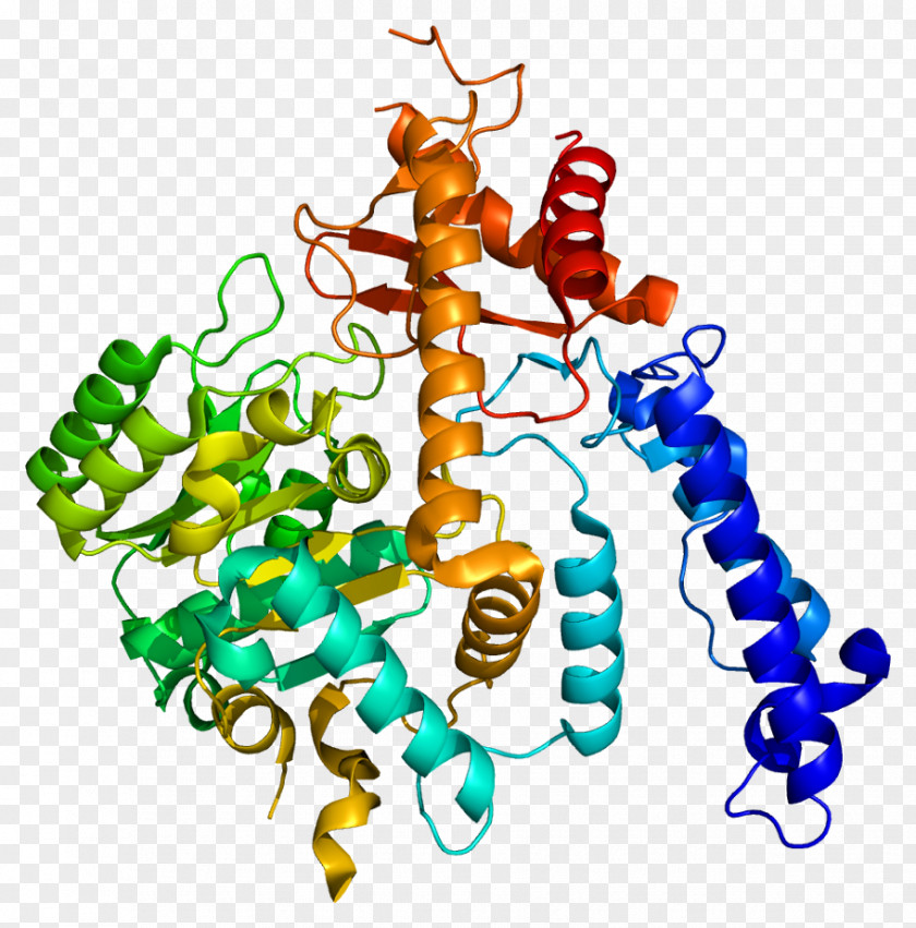 Junction Chemical Synapse GAD2 Glutamate Decarboxylase GAD1 Glutamic Acid Protein PNG