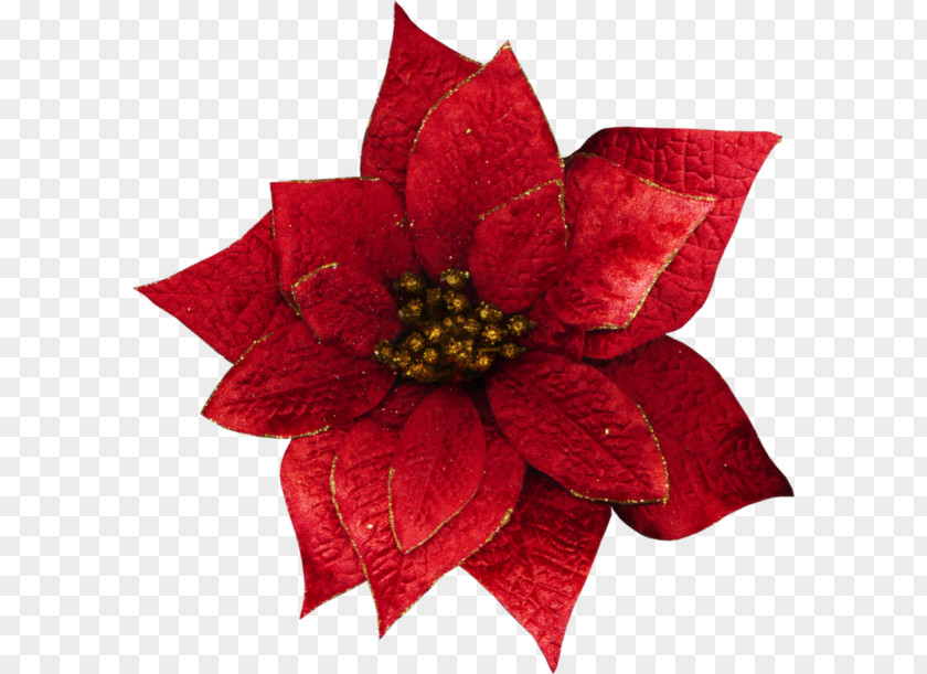 Poinsettia Christmas Flower Petal PNG