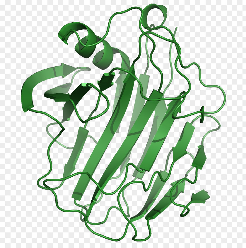 Protein Cellulase Enzyme Cellulose Protease Amylase PNG