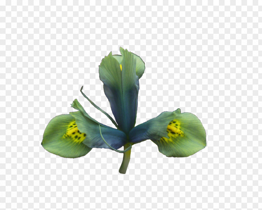 Sea Green Color Cut Flowers Leaf Plant Stem Petal PNG
