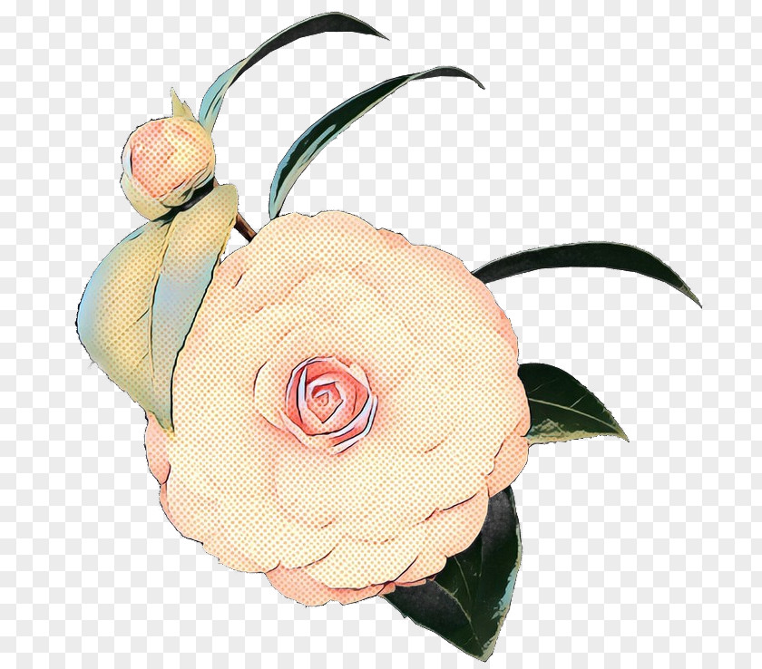 Theaceae Plant Stem Pink Flower Cartoon PNG