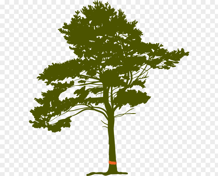 Tree Pine Root PNG