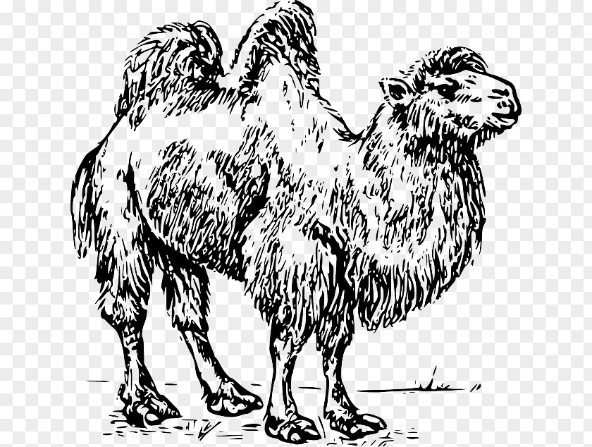 Animar Illustration Bactrian Camel Dromedary Clip Art Australian Feral Vector Graphics PNG