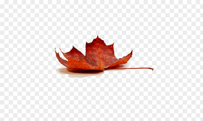 Autumn Maple Leaf Sugar Silver Water Sap Syrup PNG