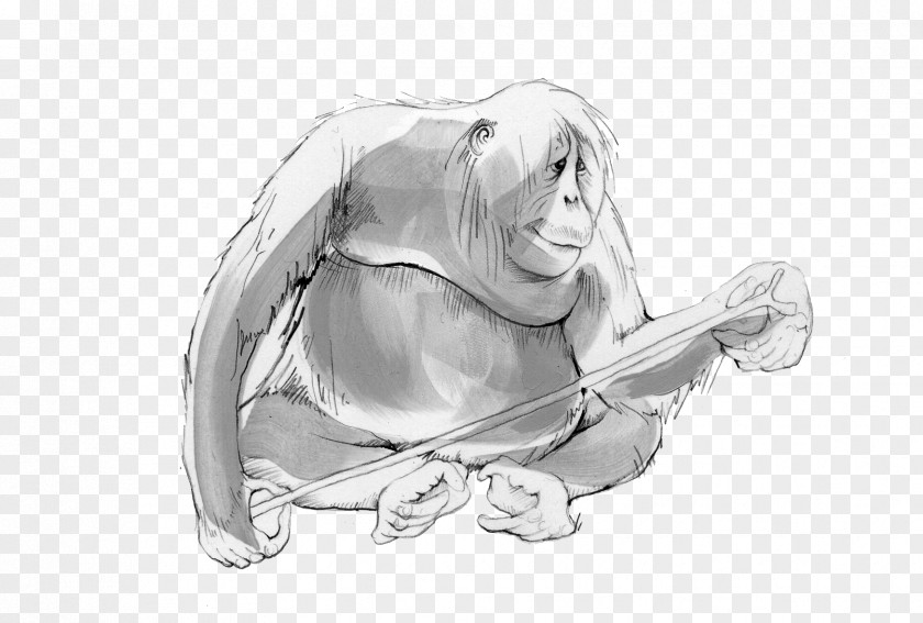 Orangutan Animal Magic Poems Poetry Drawing Work Of Art PNG