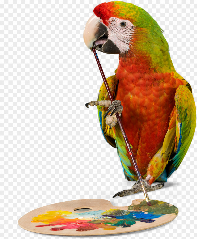 Parrot Bird Budgerigar Cockatiel Pet PNG