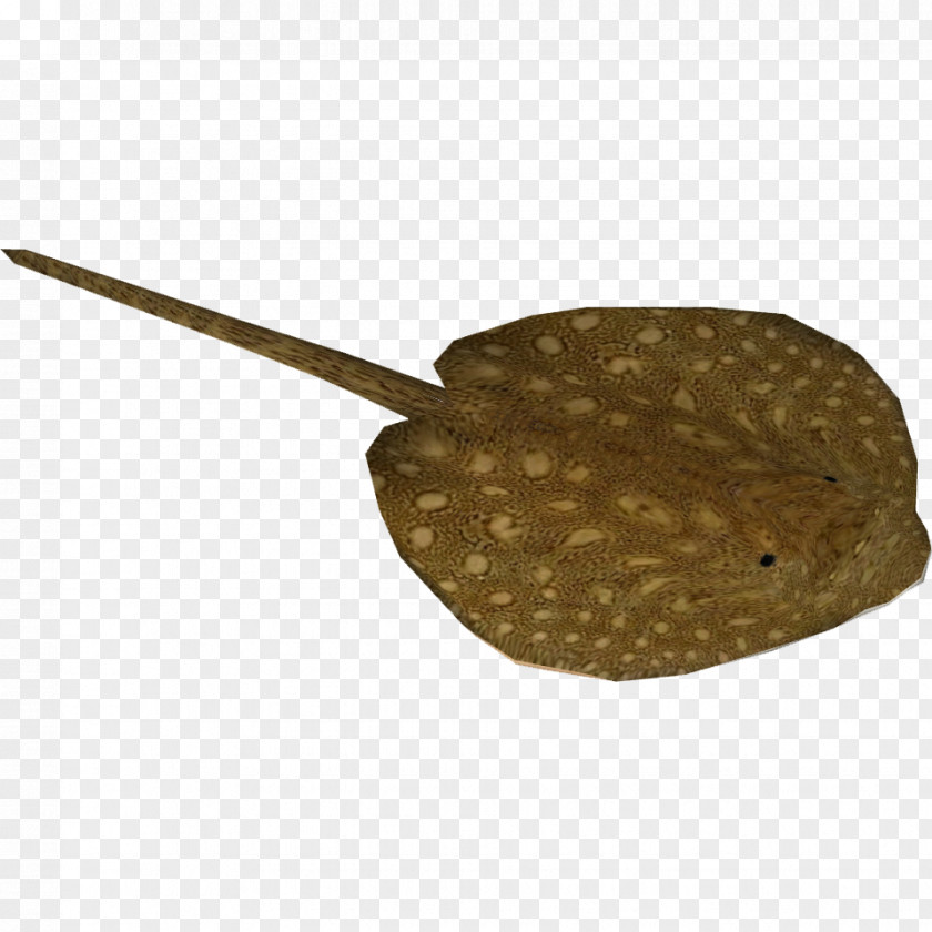 Ray Myliobatoidei Mekong Ocellate River Stingray PNG