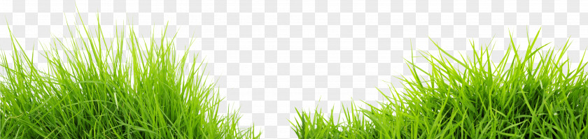 Grass Image Green Picture Road Meadow PNG