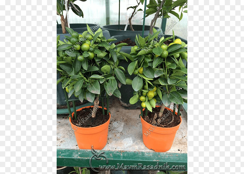 Orange Citrus Calamondin Садница Laranja-da-baía PNG