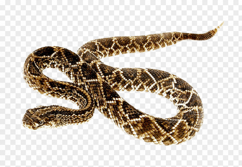 Snake Bite Bullets Snakes Eastern Diamondback Rattlesnake Clip Art Transparency PNG