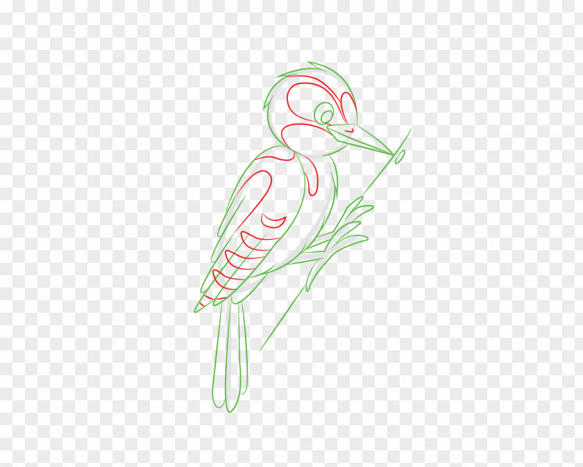 Woodpecker Drawing /m/02csf Illustration Beak Feather PNG