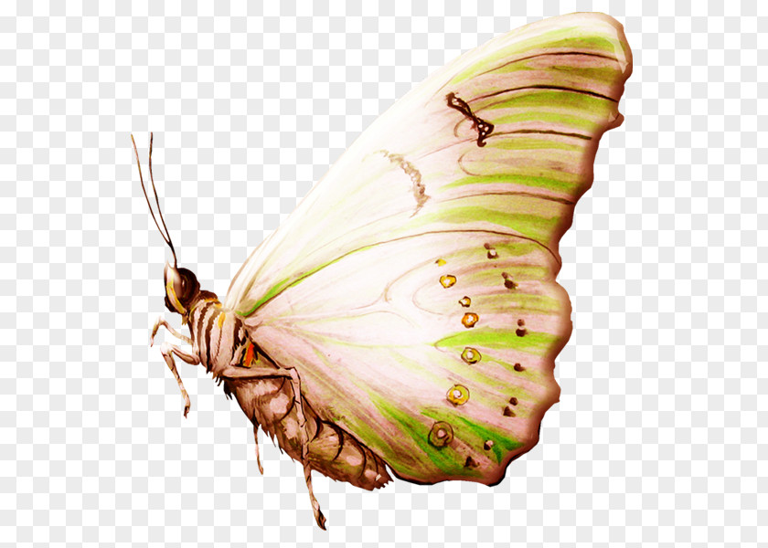 Butterfly Silkworm Pieridae PNG