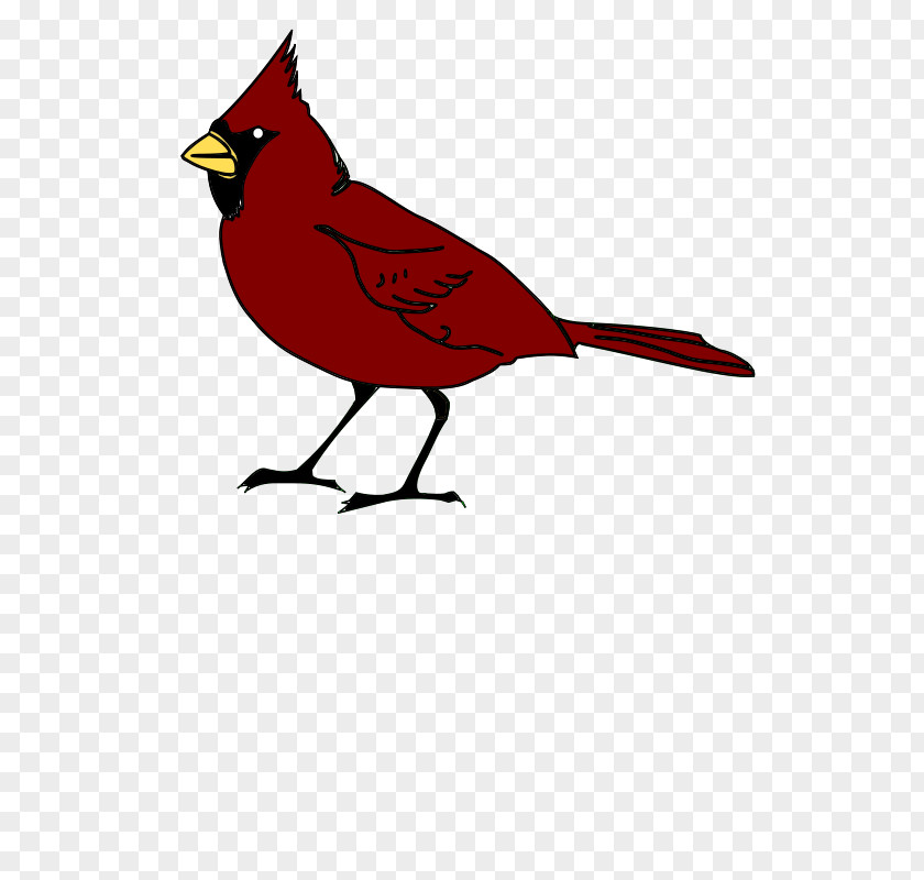 Cardinal Outline Cartoon Clip Art Arizona Cardinals Northern St. Louis PNG