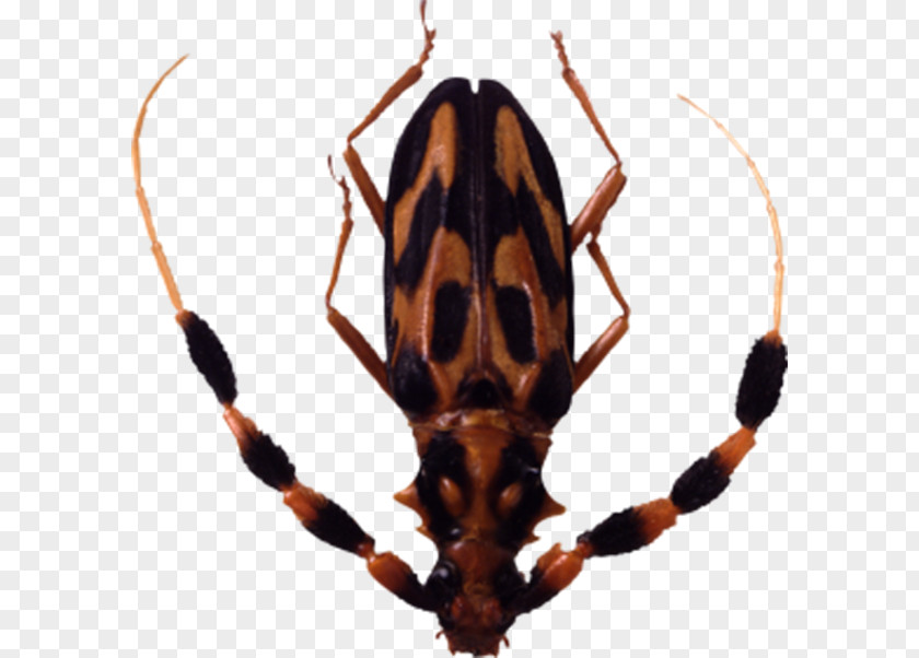 Horned Insect Graphics Software Clip Art PNG