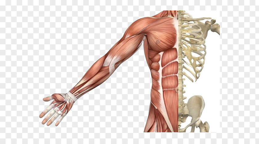Skeleton Skeletal Muscle Muscular System Human Body PNG