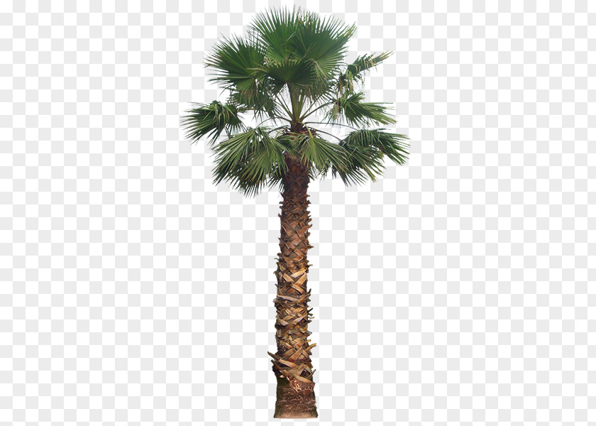 Tree California Palm Trees Laura Ashley 56