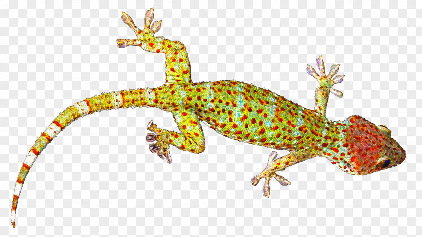 Lizard Reptile Tokay Gecko Common Leopard PNG