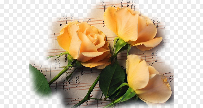 Rose Notes Musical Note Flower Wallpaper PNG