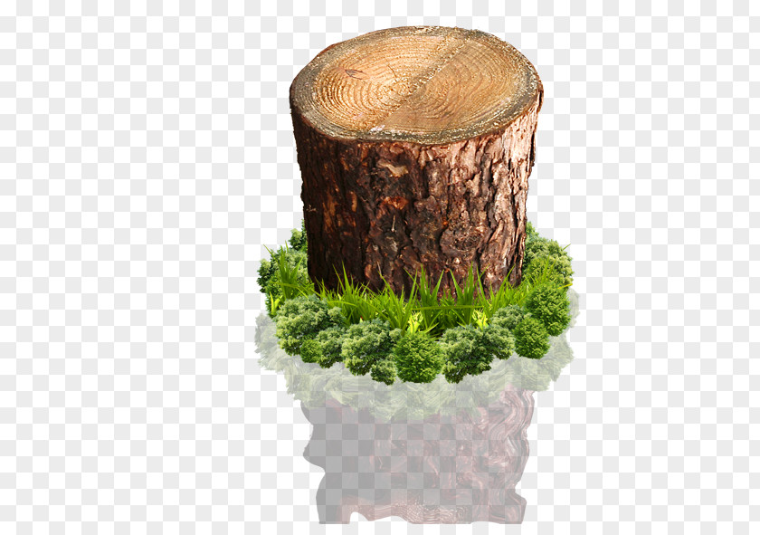 Tree Stump Wood PNG
