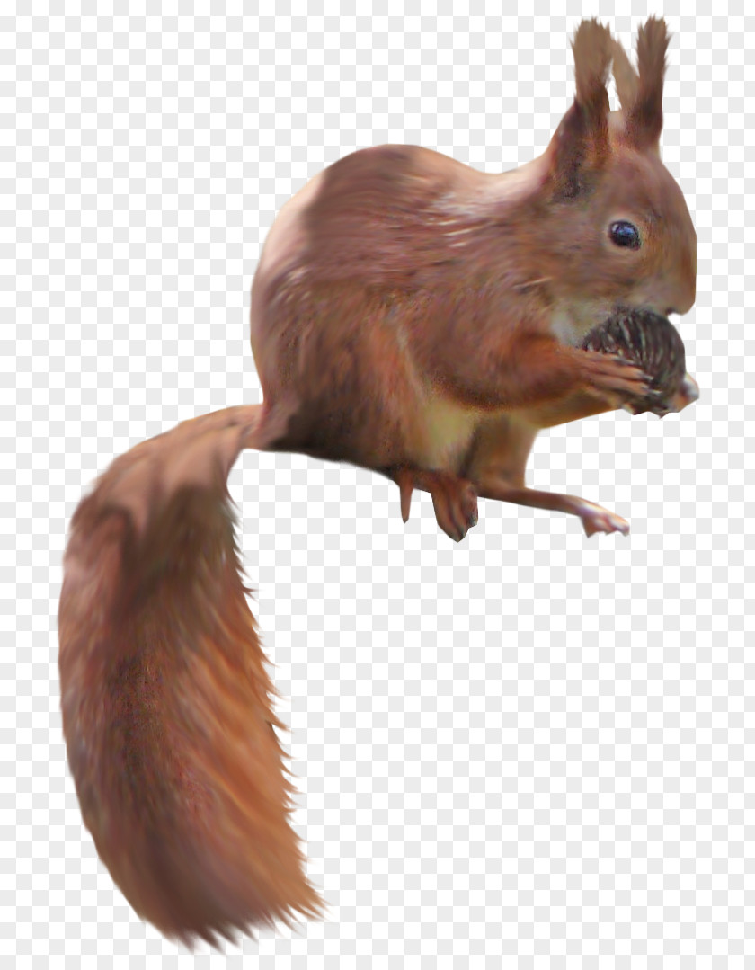 Brown Squirrel PhotoScape Tree PNG