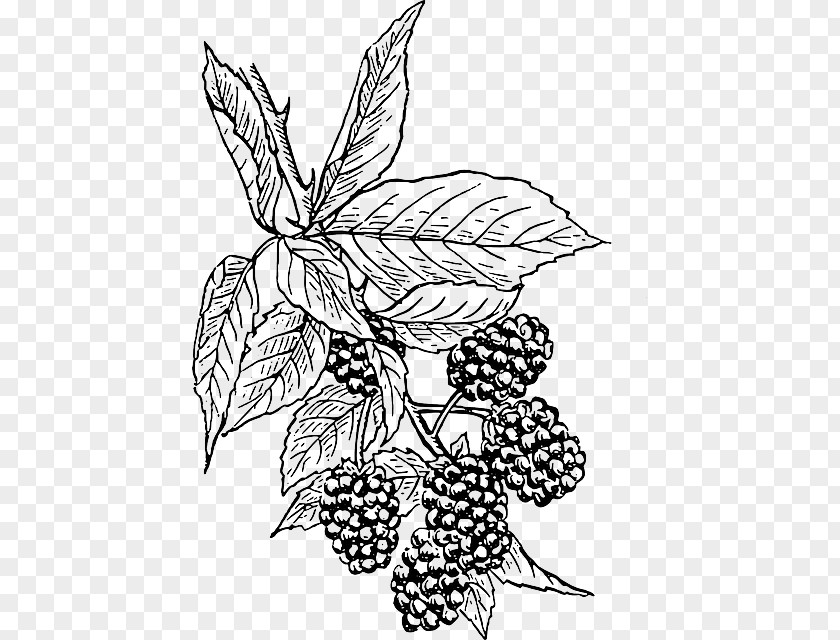 Cooking Sketch BlackBerry Curve Drawing Clip Art PNG
