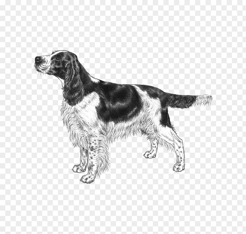 English Springer Spaniel Welsh Cocker American Water PNG