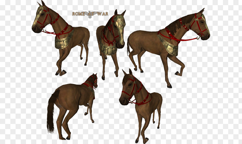 Horse Mount & Blade: Warband Stallion Foal PNG
