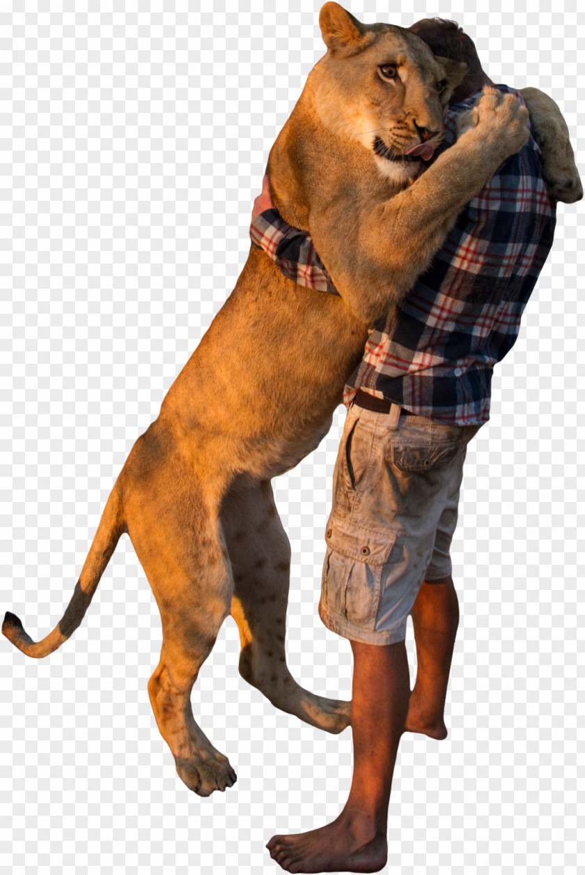 Lion Dog Breed Makhachkala Abovyan PNG