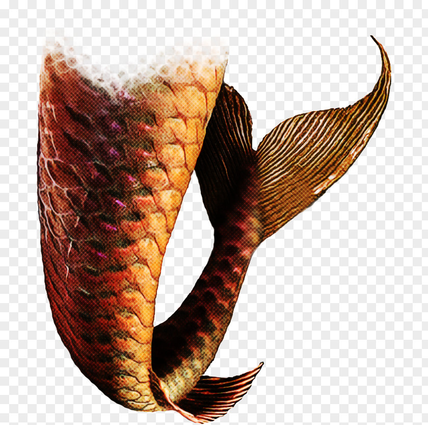 Nepenthes Indian Cobra PNG